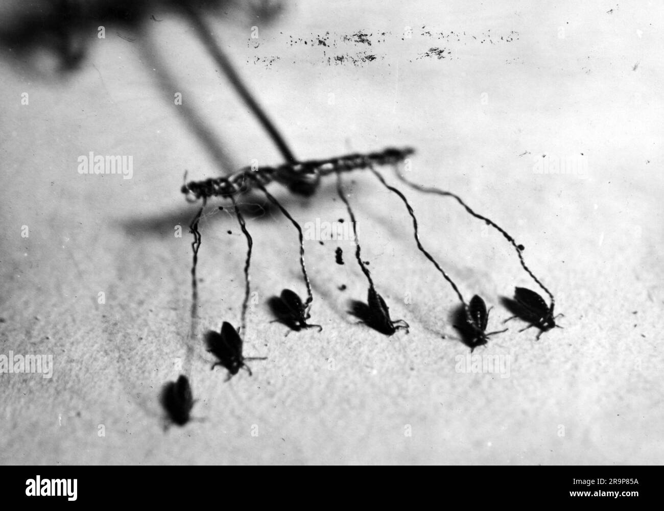 circus, flea circus, show, fleas dragging miniature, 1950s, ADDITIONAL