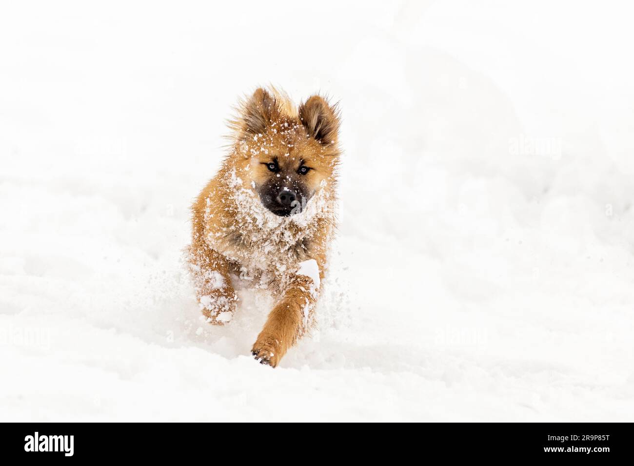 Eurasian. Puppy running in snow. Germany Stock Photo