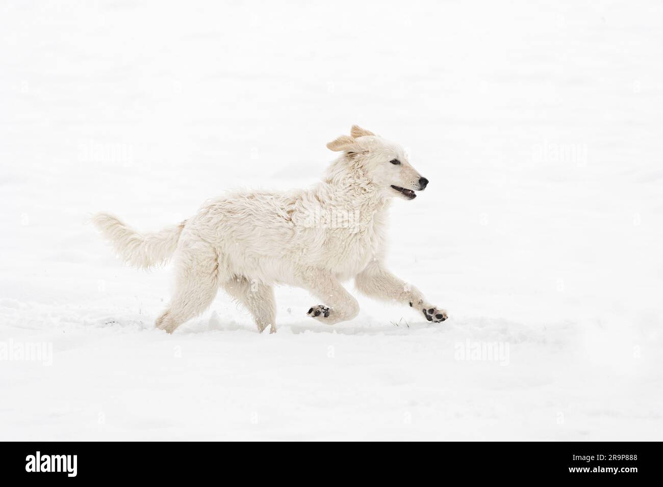 Kuvasz. Puppy running in snow. Germany Stock Photo