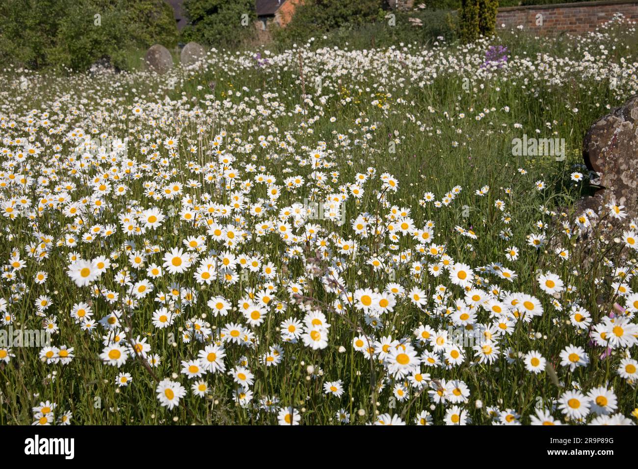 Wildflowers in full bloom in churchyard  St. Lawrence Church Oxhill Warks UK Stock Photo