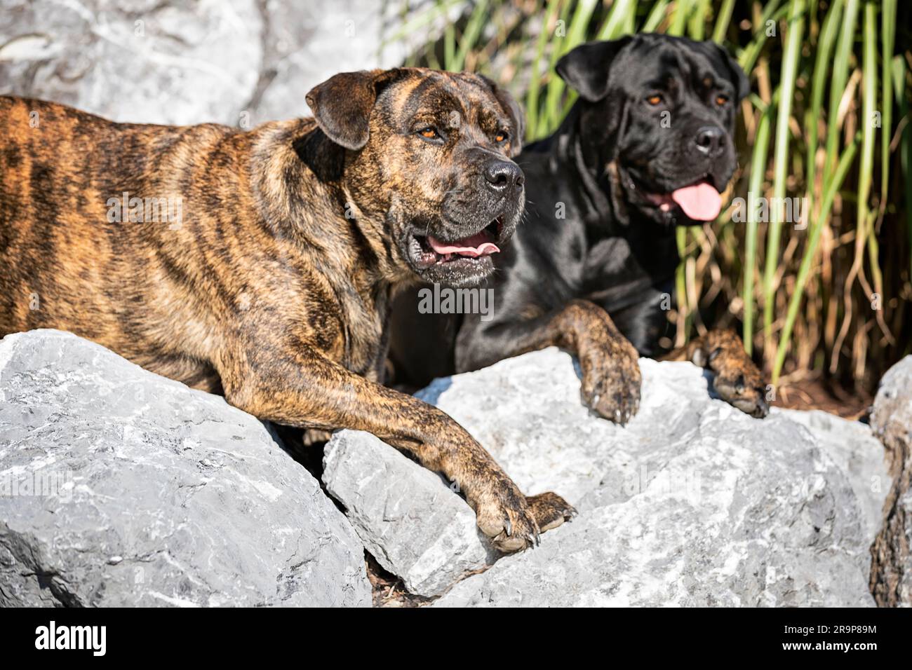 Molossus. Two adult dogs lying on rocks. Germany Stock Photo