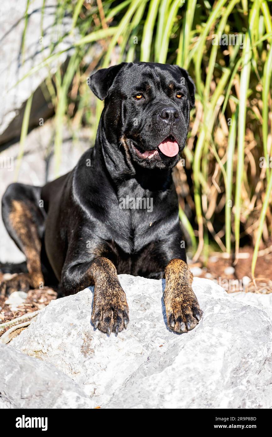 Molossus. Adult dog lying on a rock. Germany Stock Photo