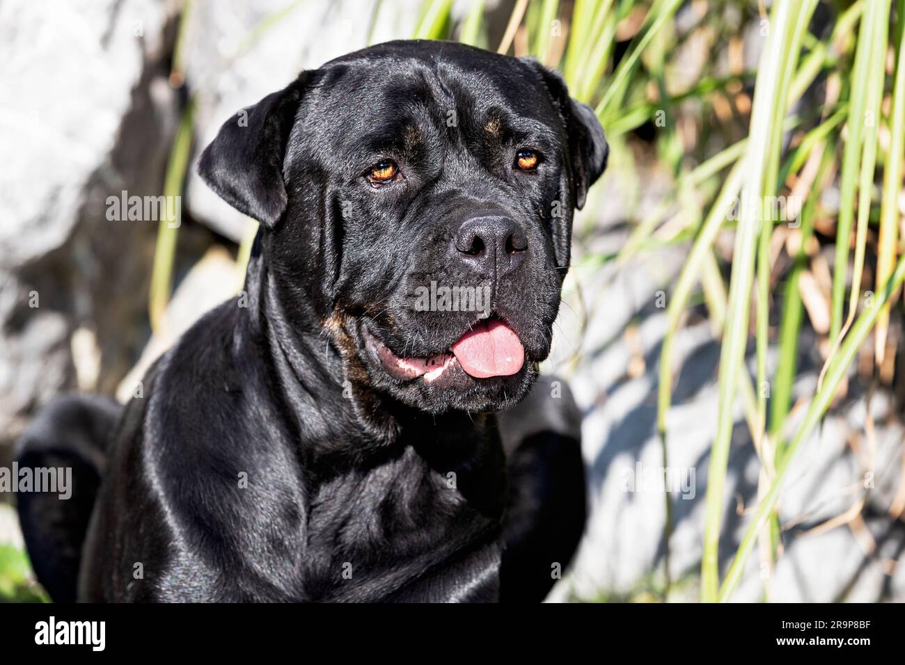 Molossus. Portrait of adult dog. Germany Stock Photo