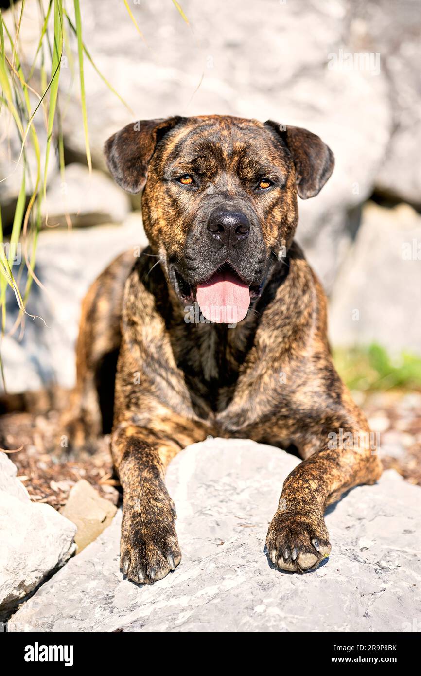 Molossus. Adult dog lying on a rock. Germany Stock Photo