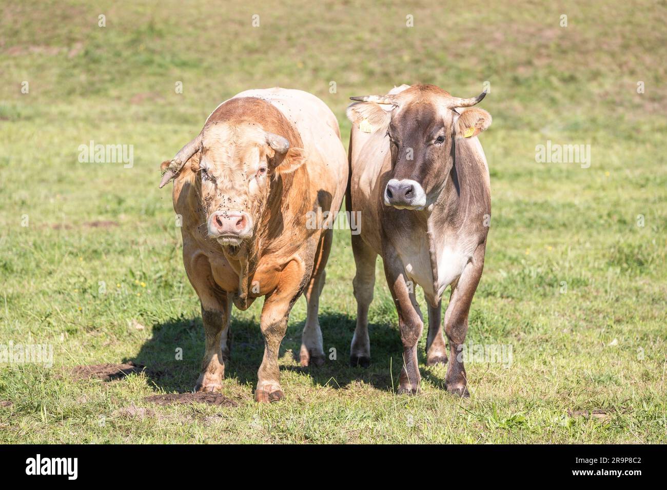 Domestic Cattle. Bull (Charolais) and cow of different breed stamding on a pasture. Germany Stock Photo