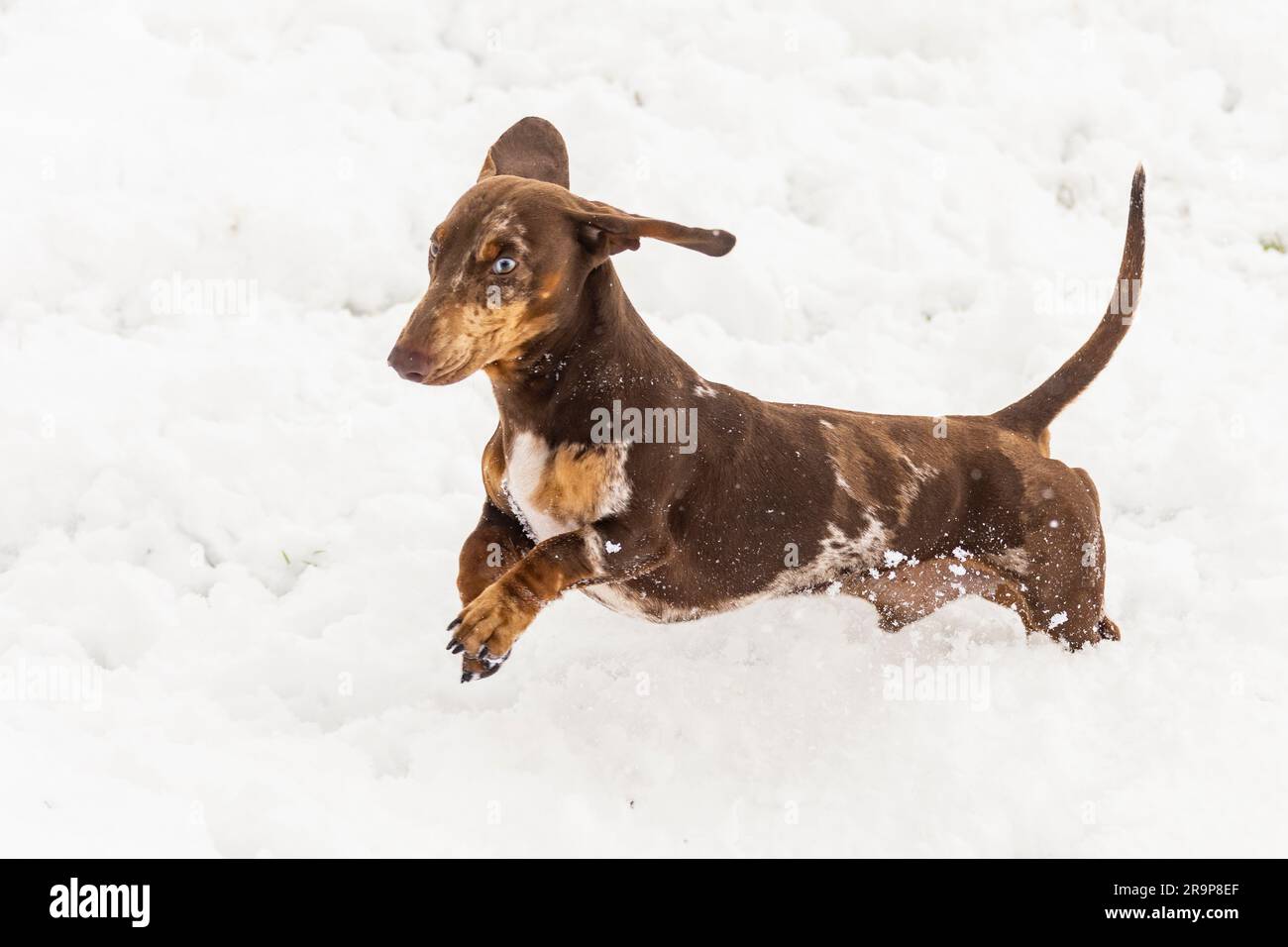 Short-haired brindle Dachshund. Adult male running in snow. Germany Stock Photo