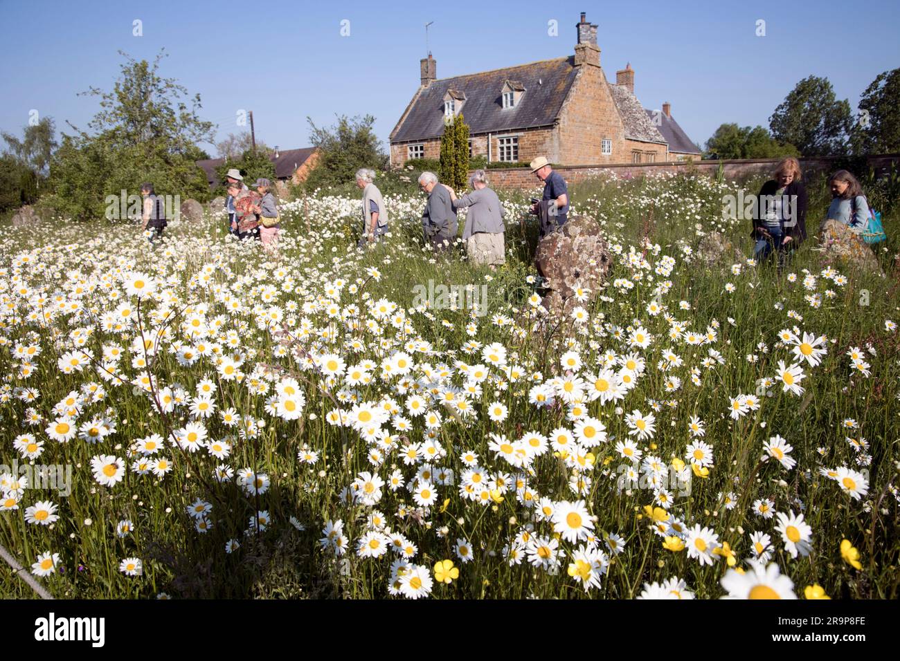Wildflowers in full bloom in churchyard  St. Lawrence Church Oxhill Warks UK Stock Photo