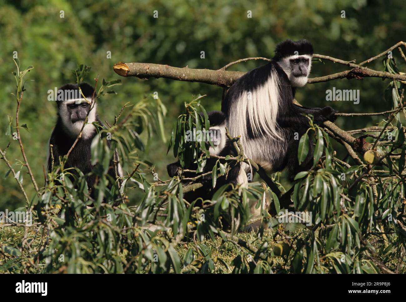 The Angola colobus (Colobus angolensis), Angolan black-and-white colobus, or Angolan colobus is a primate species of Old World monkey belonging to the Stock Photo