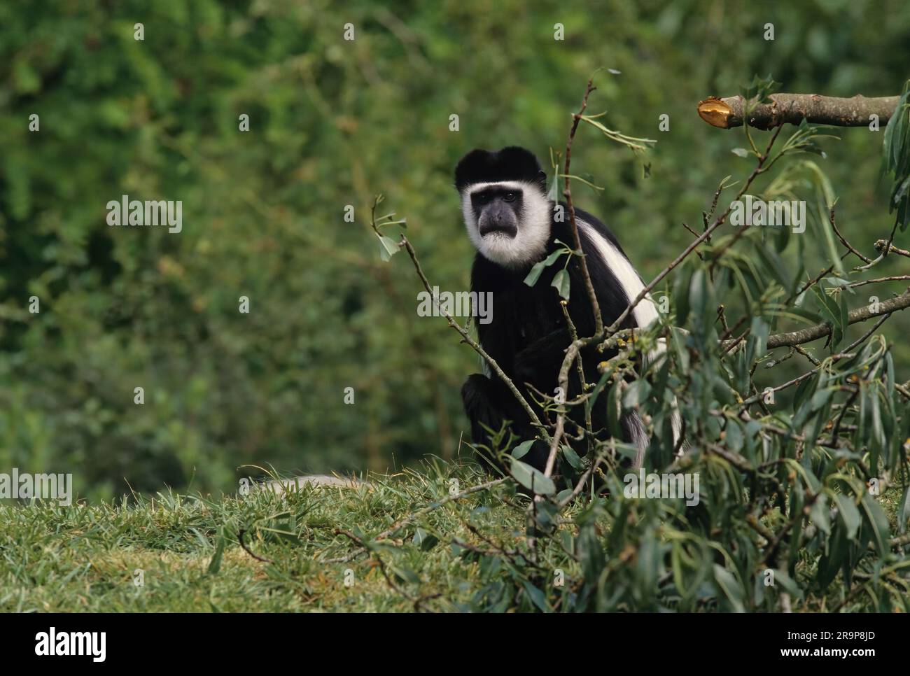 The Angola colobus (Colobus angolensis), Angolan black-and-white colobus, or Angolan colobus is a primate species of Old World monkey belonging to the Stock Photo