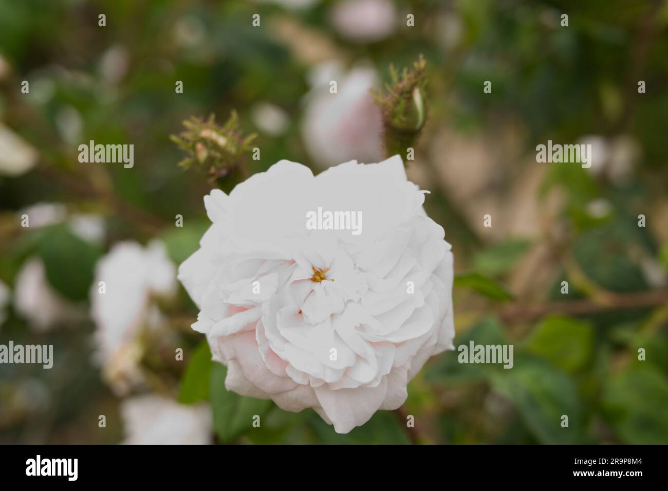 Double summer flowers of rose, Rosa Muscosa alba Shailer's white in UK garden June Stock Photo