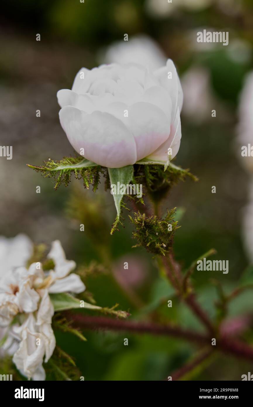 Double summer flowers of rose, Rosa Muscosa alba Shailer's white in UK garden June Stock Photo