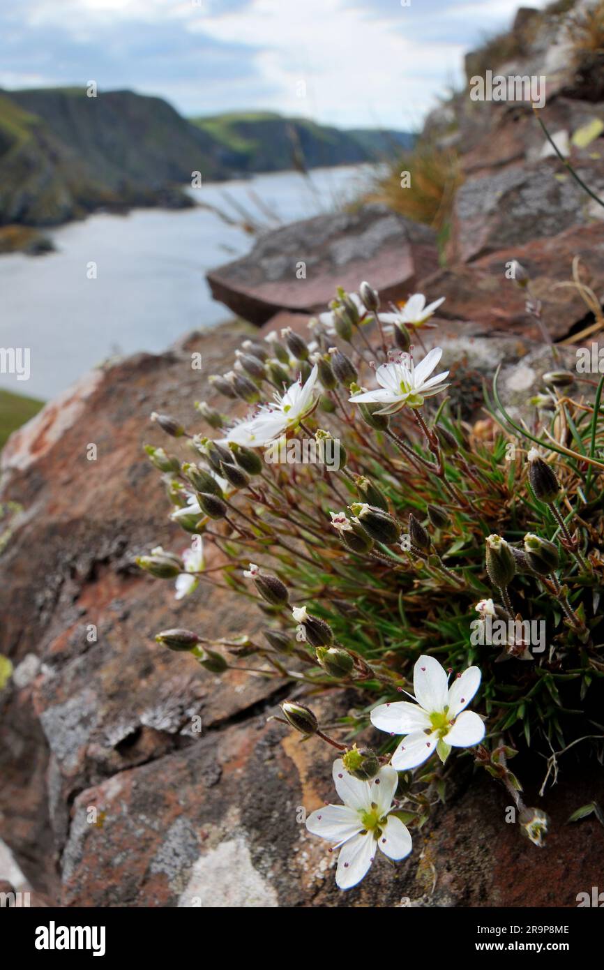 Spring Sandwort (Minuartia verna) flowering St Abbs Head National Nature Reserve, Berwickshire, Scotland, June 2011 Stock Photo
