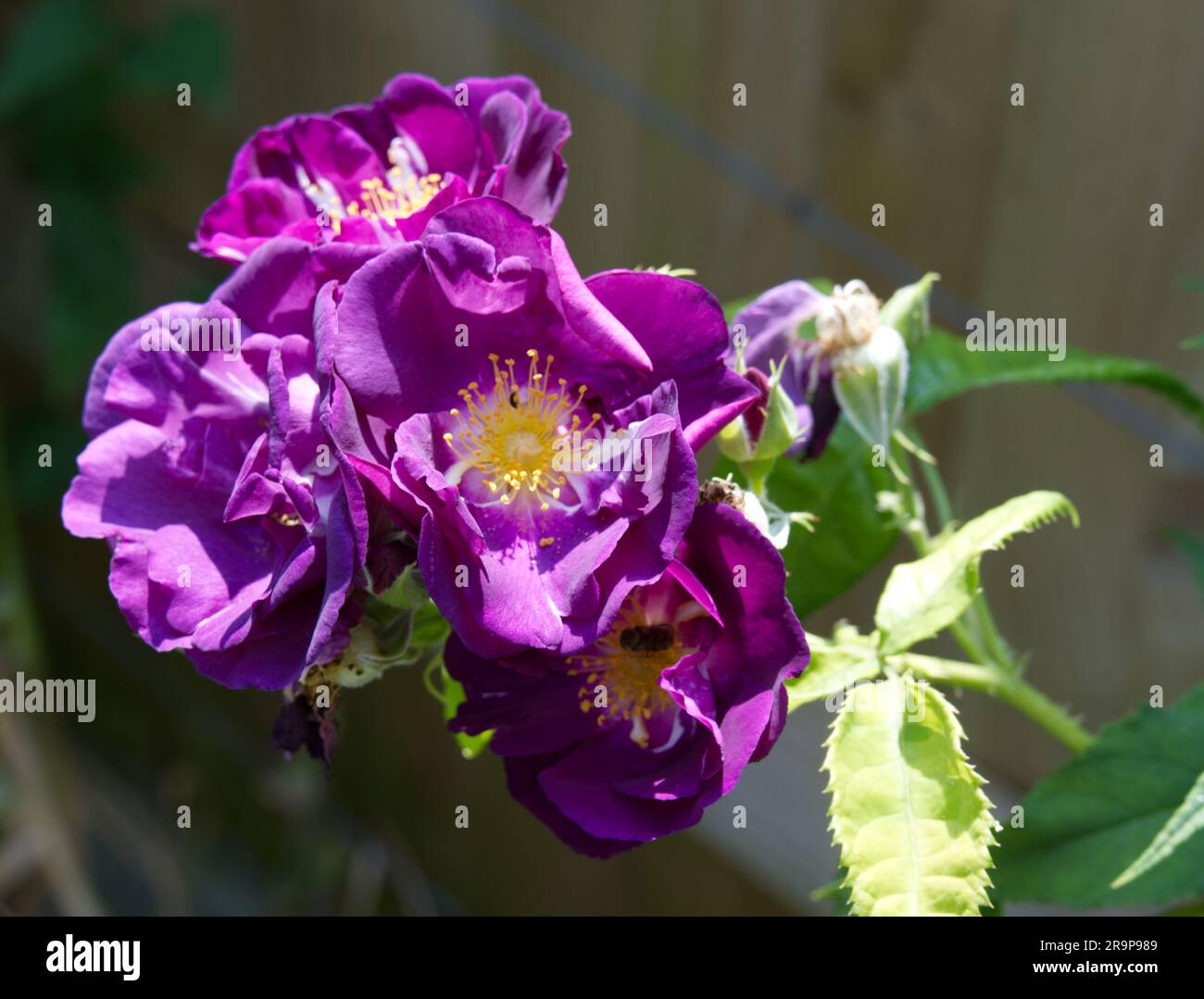 Purple flowers of rose Rosa Rhapsody in Blue in UK garden June Stock