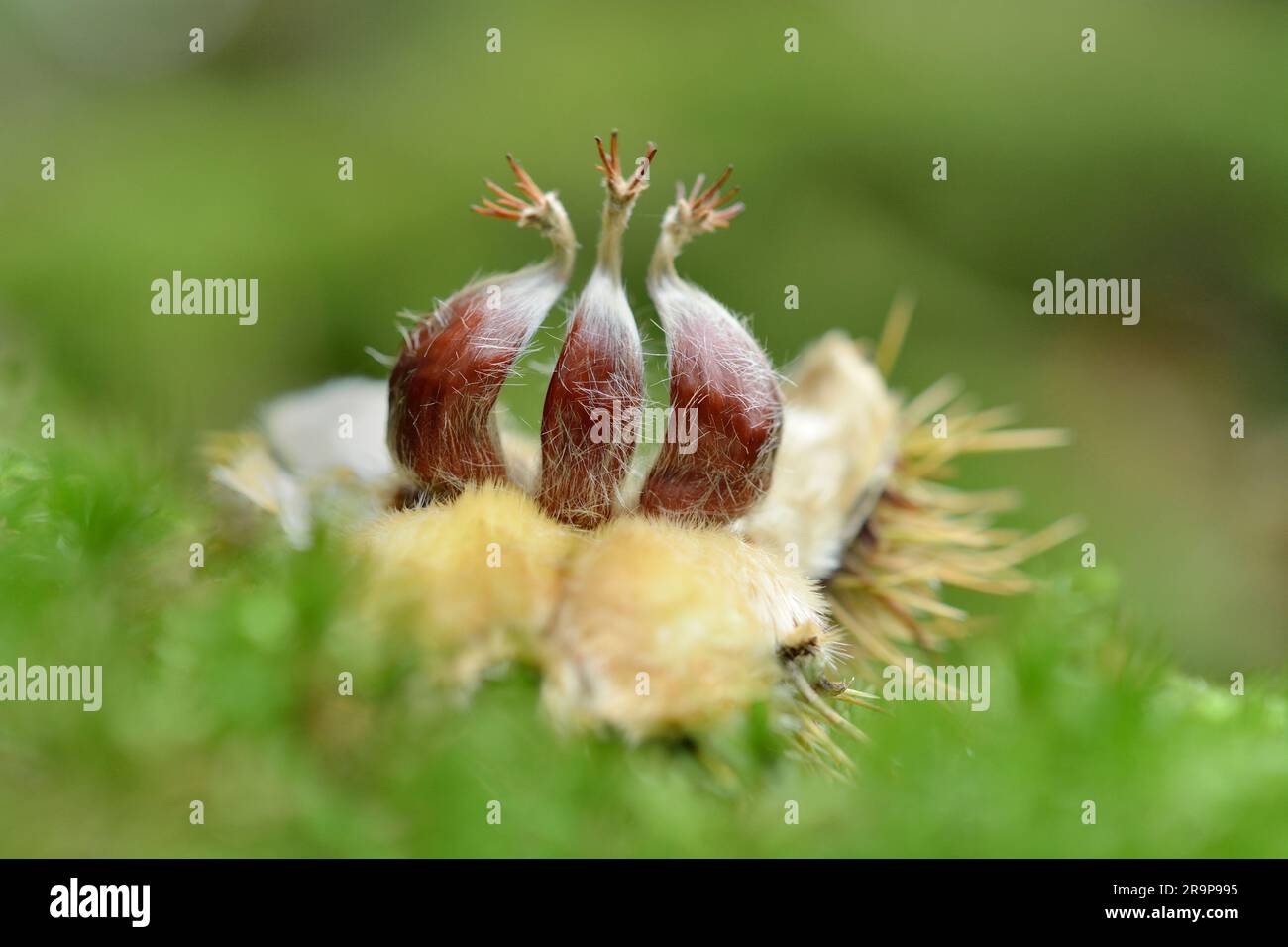 Sweet Chestnut (Castanea sativa) close-up of fallen fruits / nuts, photographed from a low angle on woodland floor beneath tree, Scotland Stock Photo