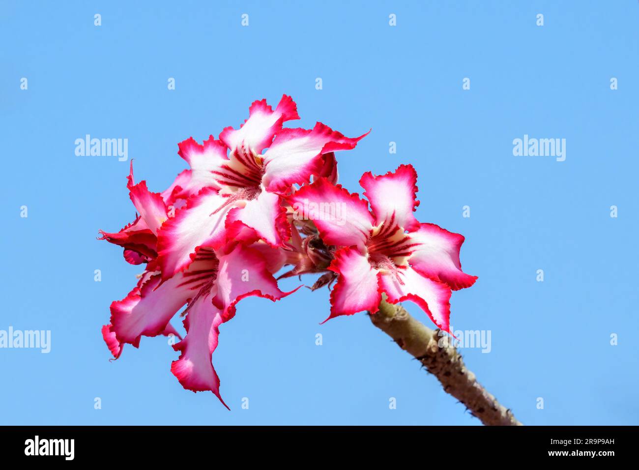Impala Lily (Adenium multiflorum) close-up of flower with blue sky, Kruger National Park, South Africa. Stock Photo