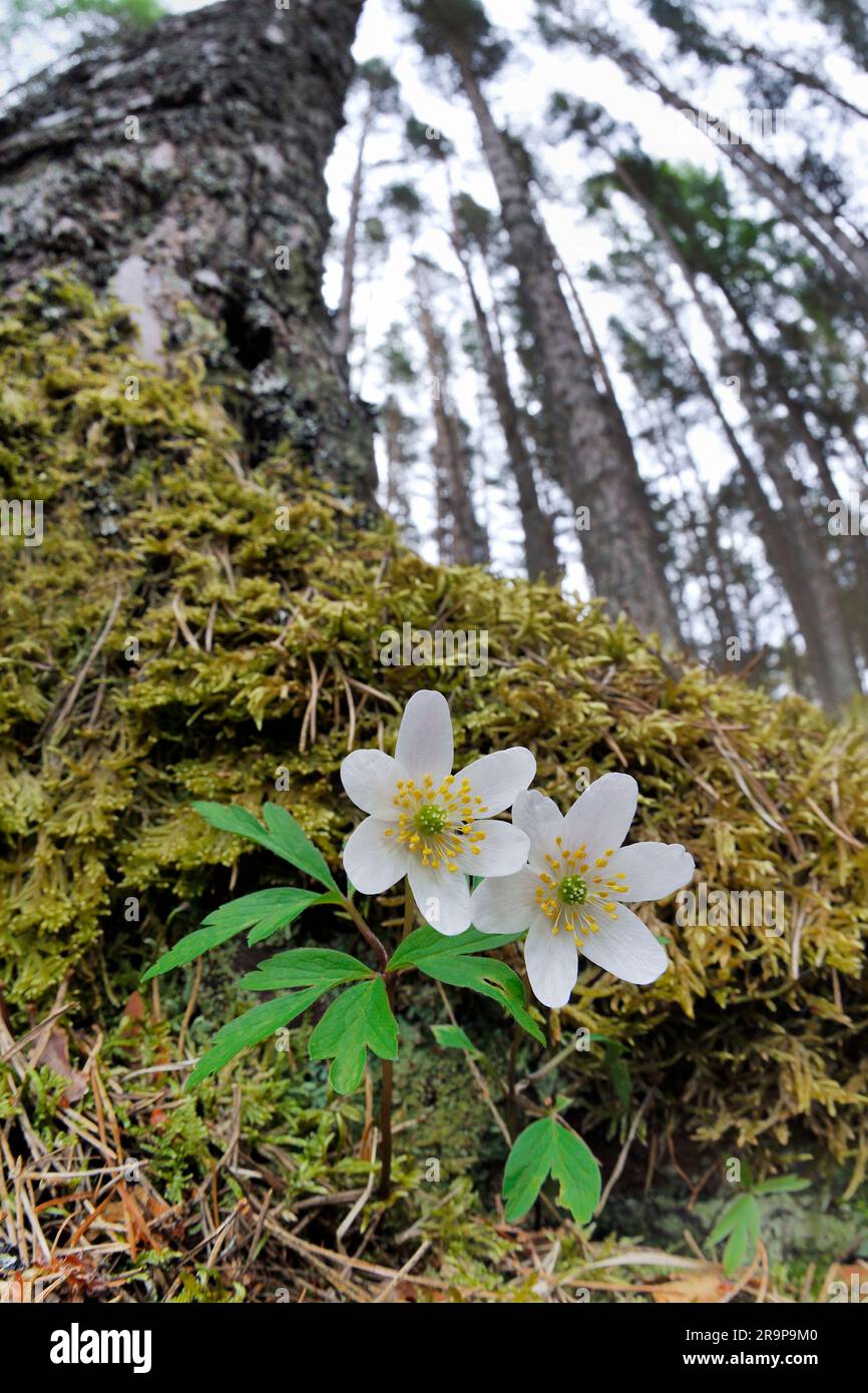 Wood Anemone (Anemone nemorosa) flowering plant growing at the base of a scots pine (Pinus sylvestris), Inverness-shire, Scotland, April 2012 Stock Photo