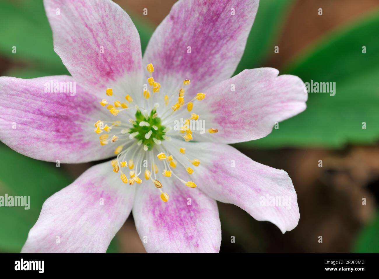 Wood Anemone (Anemone nemorosa) overhead close-up view of single flowerhead with purple / pink tinged petals, Inverness-shire, Scotland, April 2019 Stock Photo