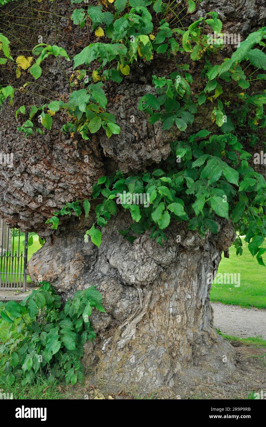 Wych Elm (Ulmus glabra) ancient, 800 year old specimen at the entrance to Beauly Priory, Beauly, Inverness-shire, Scotland, July 2010 Stock Photo