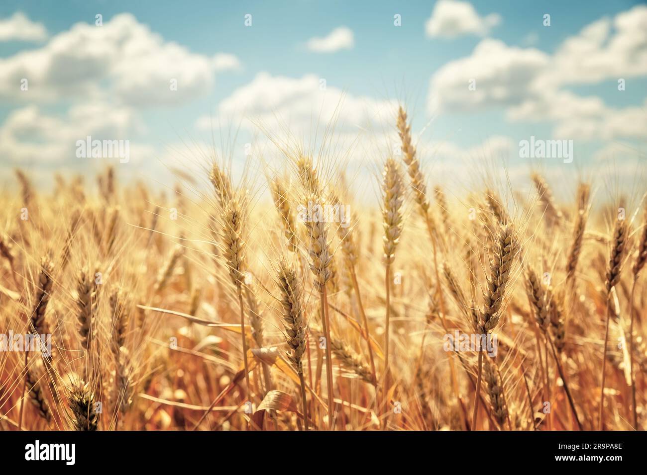 Golden ears of wheat against the blue sky and clouds. Harvest of ripe ...