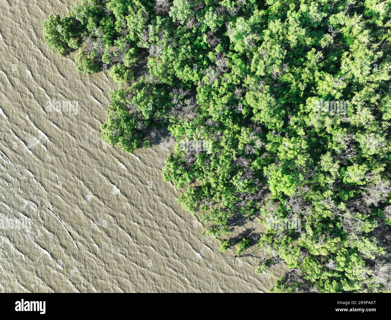 Aerial view green mangrove forest and sea water wave. Net zero