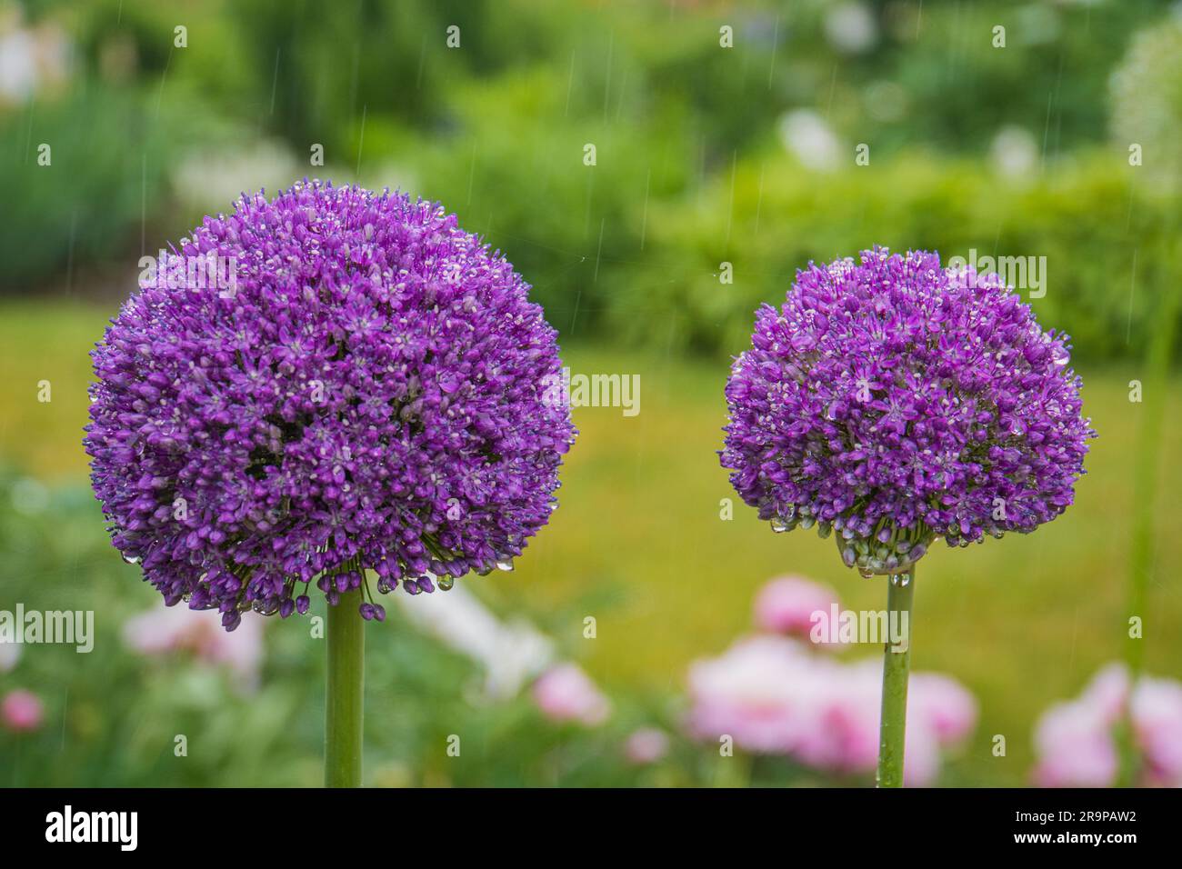 purple allium blossoms in the rain Stock Photo