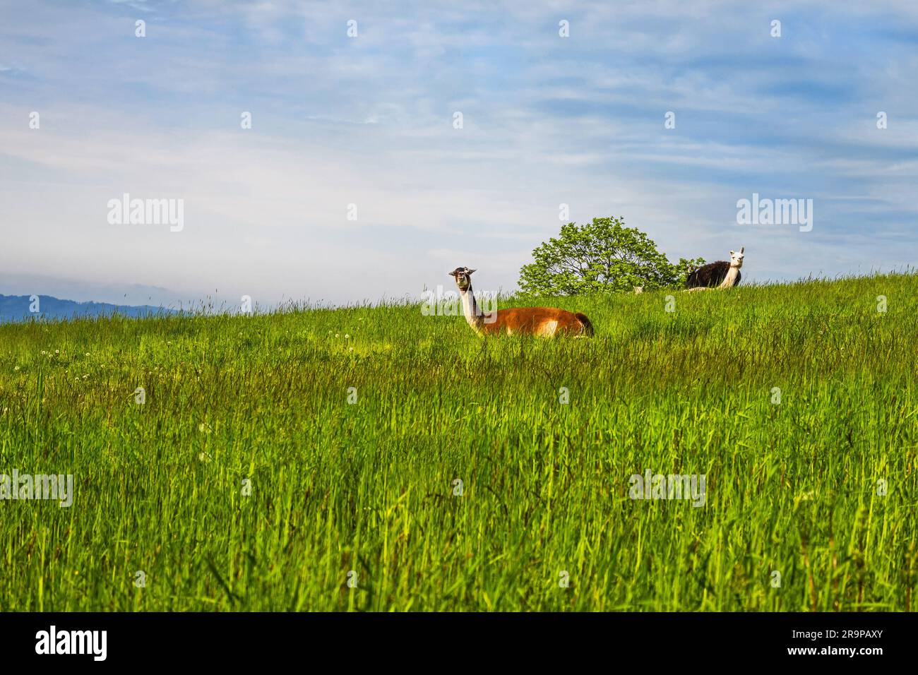 Llama, donkey and horse on fresh green grass of meadow pasture, springtime. Stock Photo