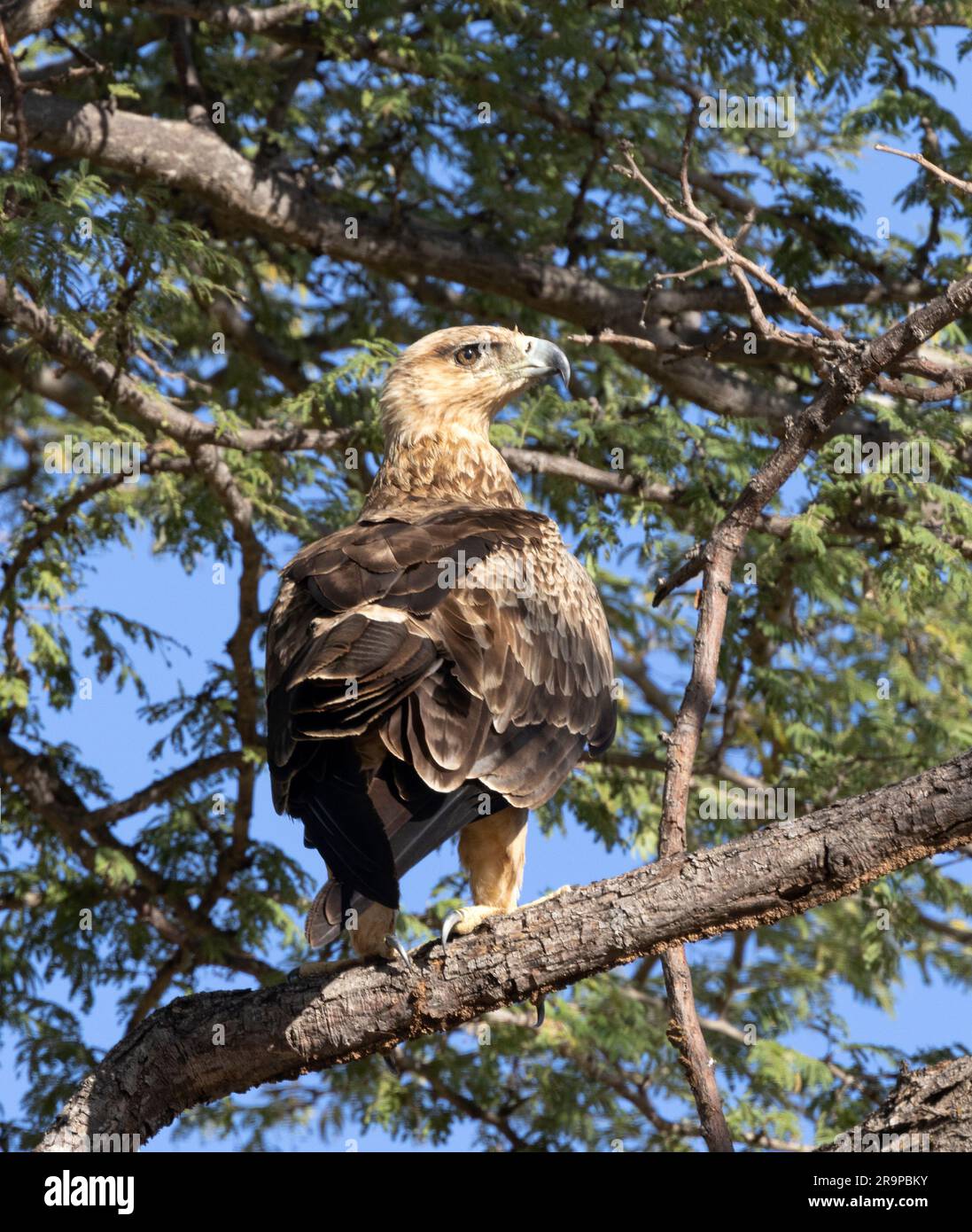African Rapter The Tawny Eagle is a widespread raptor of the African savannas. They ...