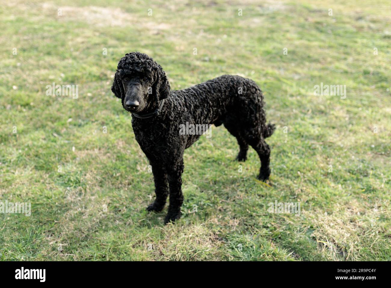 A one year old solid black standard poodle standing on grass Stock ...