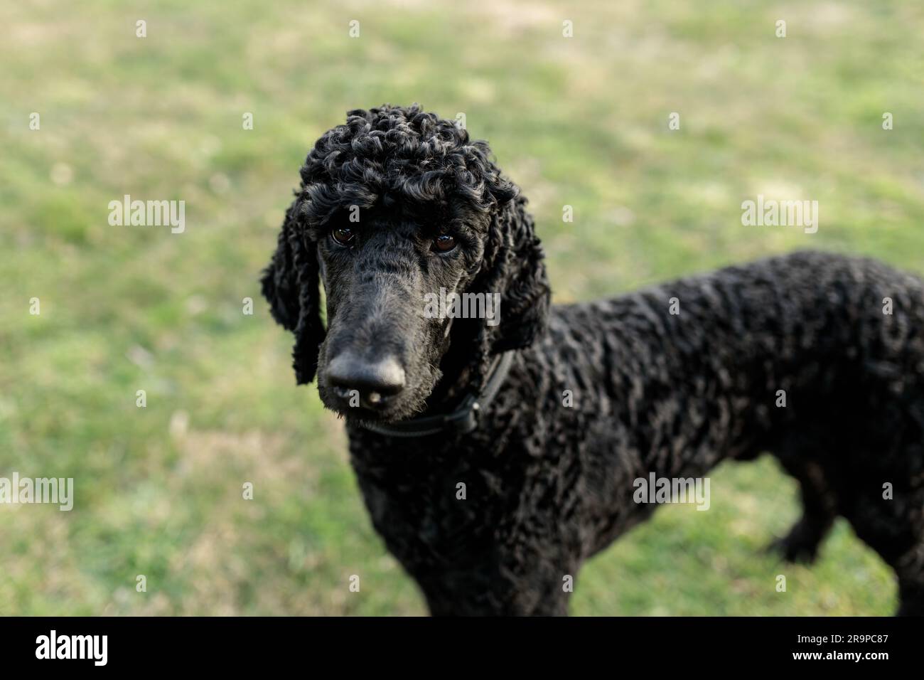 A one year old solid black standard poodle standing on grass Stock Photo