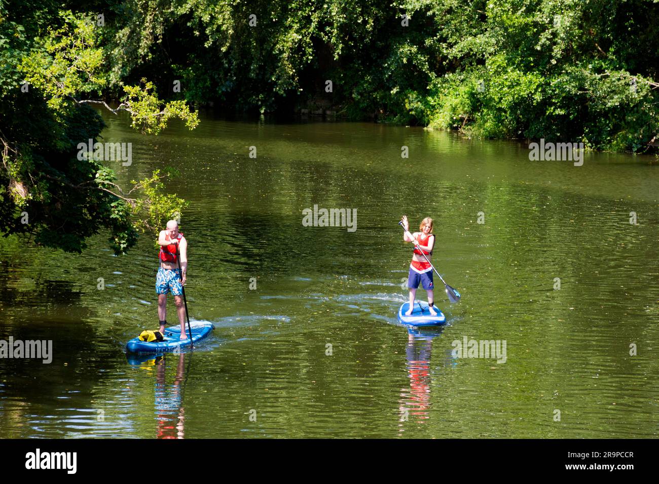 Paddle boarders on the River Avon at Batheaston, Somerset, UK Stock Photo