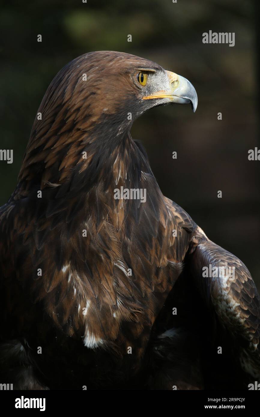 Head and shoulders detail hi-res stock photography and images - Alamy