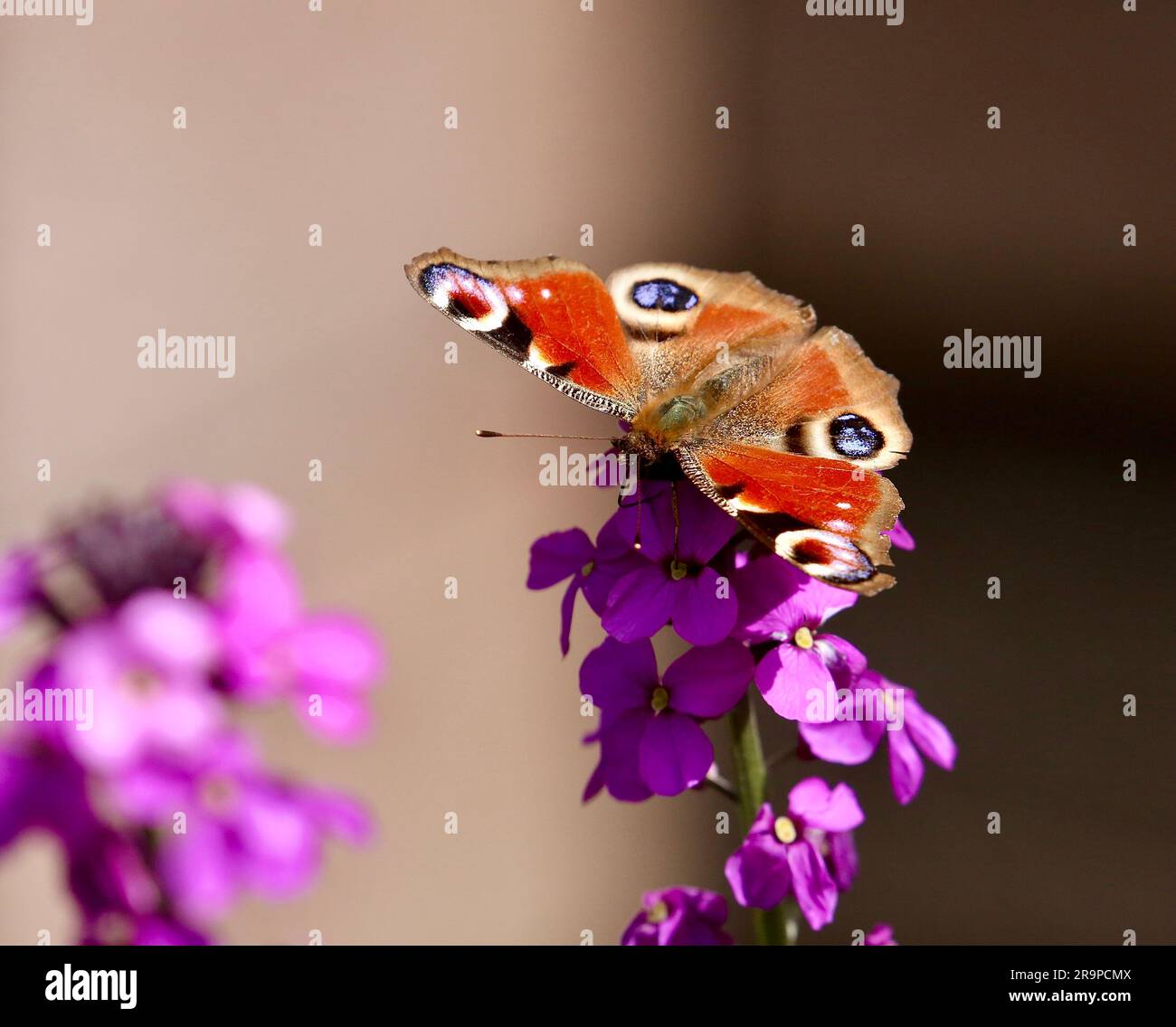 Peacock butterfly resting on dame’s violet flowers Stock Photo
