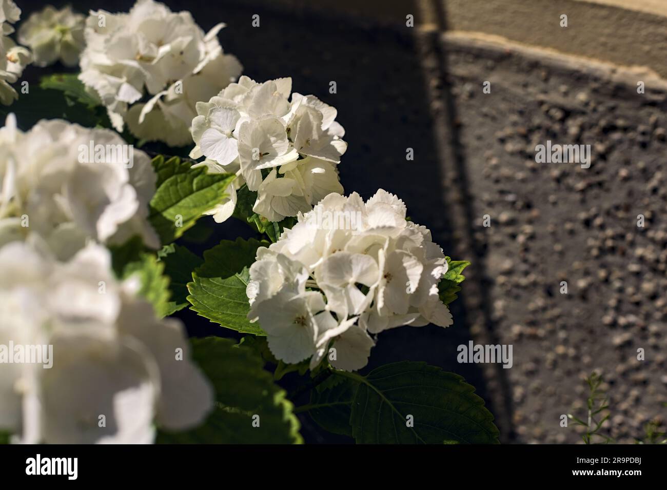 White hydrangeas next to a wall seen up close Stock Photo - Alamy