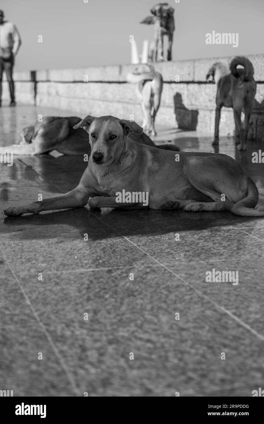 Stray Dog in Egypt resting in the hot afternoon Stock Photo Alamy