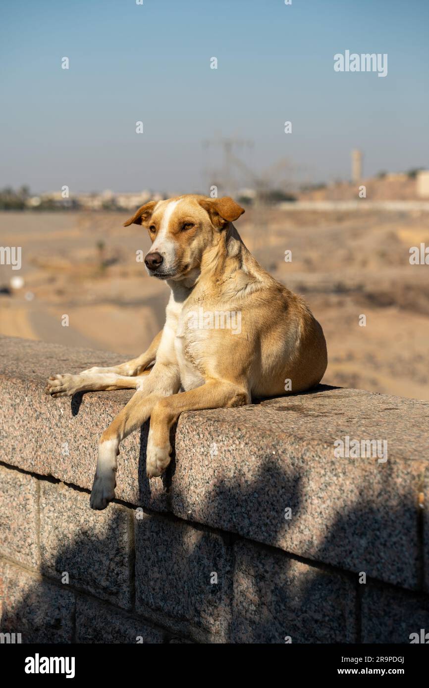 Egyptian stray animals hi-res stock photography and images - Alamy