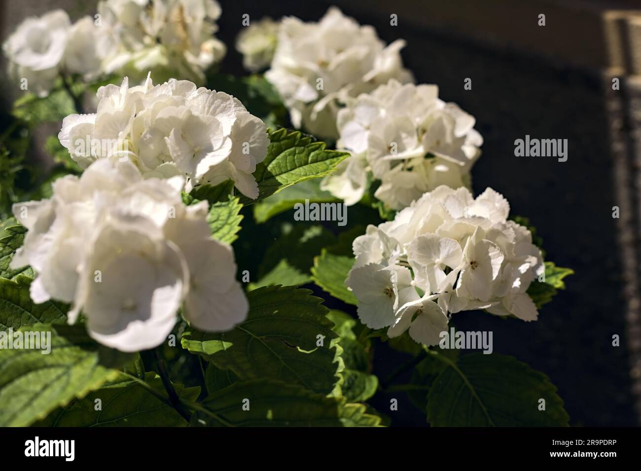 White hydrangeas next to a wall seen up close Stock Photo - Alamy