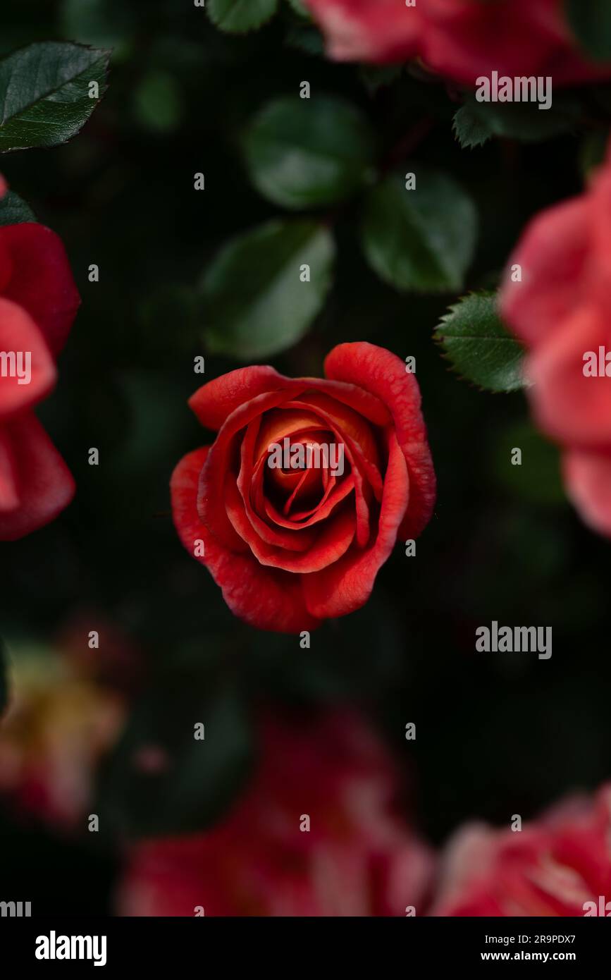 A vibrant red rose in full bloom against a backdrop of lush and vibrant ...
