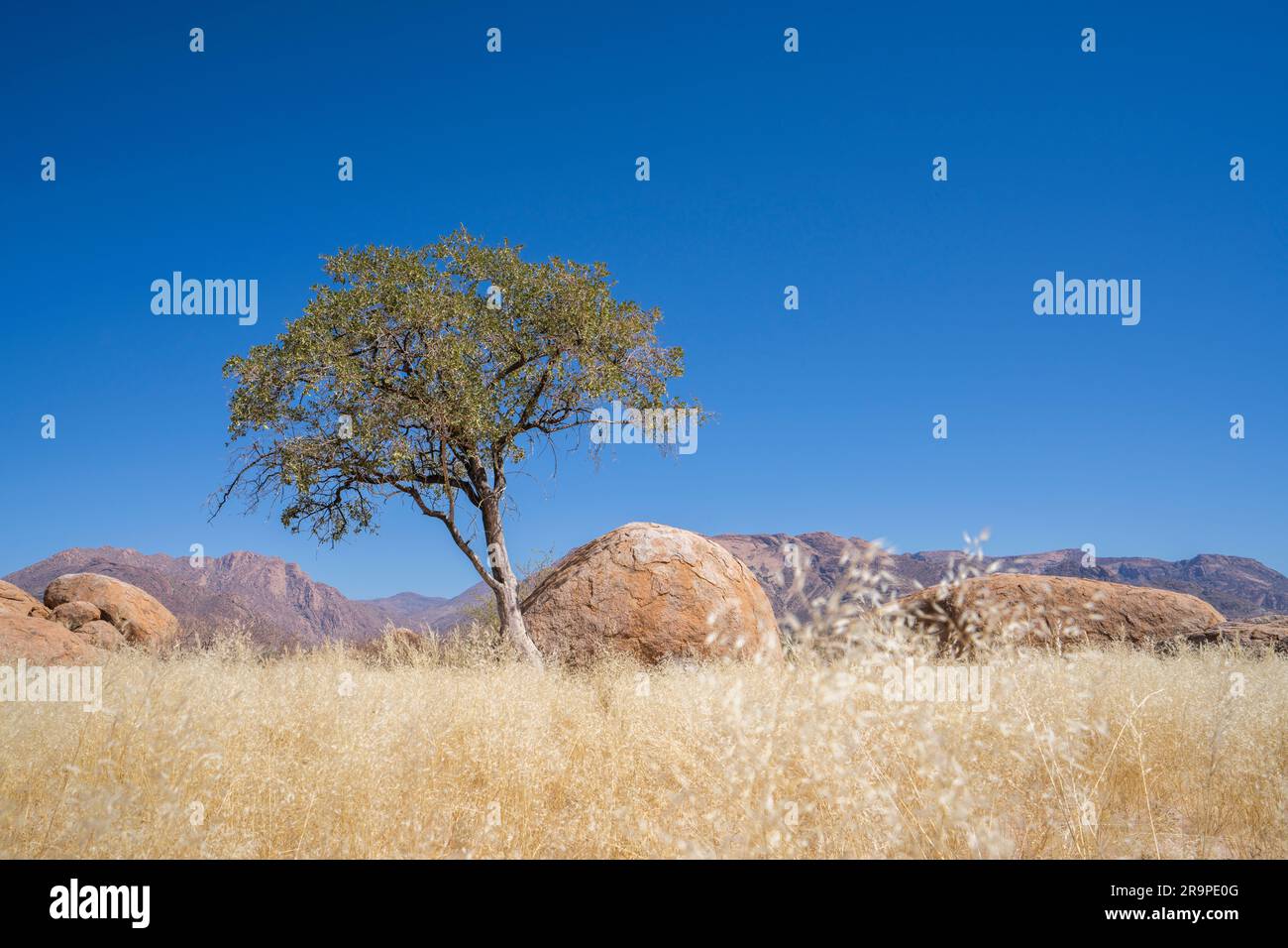 Acacia tree stands beside an orange rock in the desert. Damaraland, Namibia, Africa Stock Photo