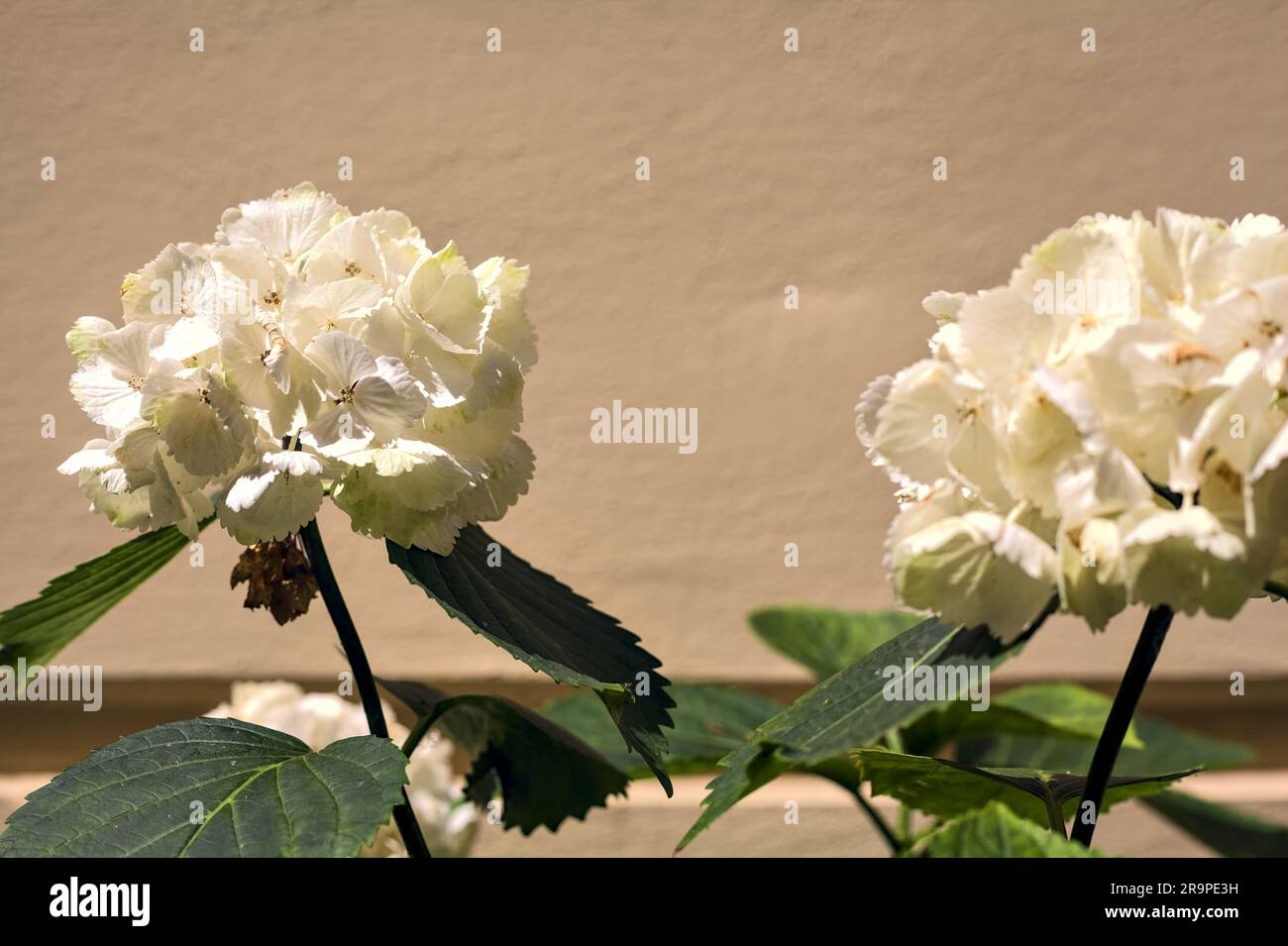 White hydrangeas next to a wall seen up close Stock Photo - Alamy