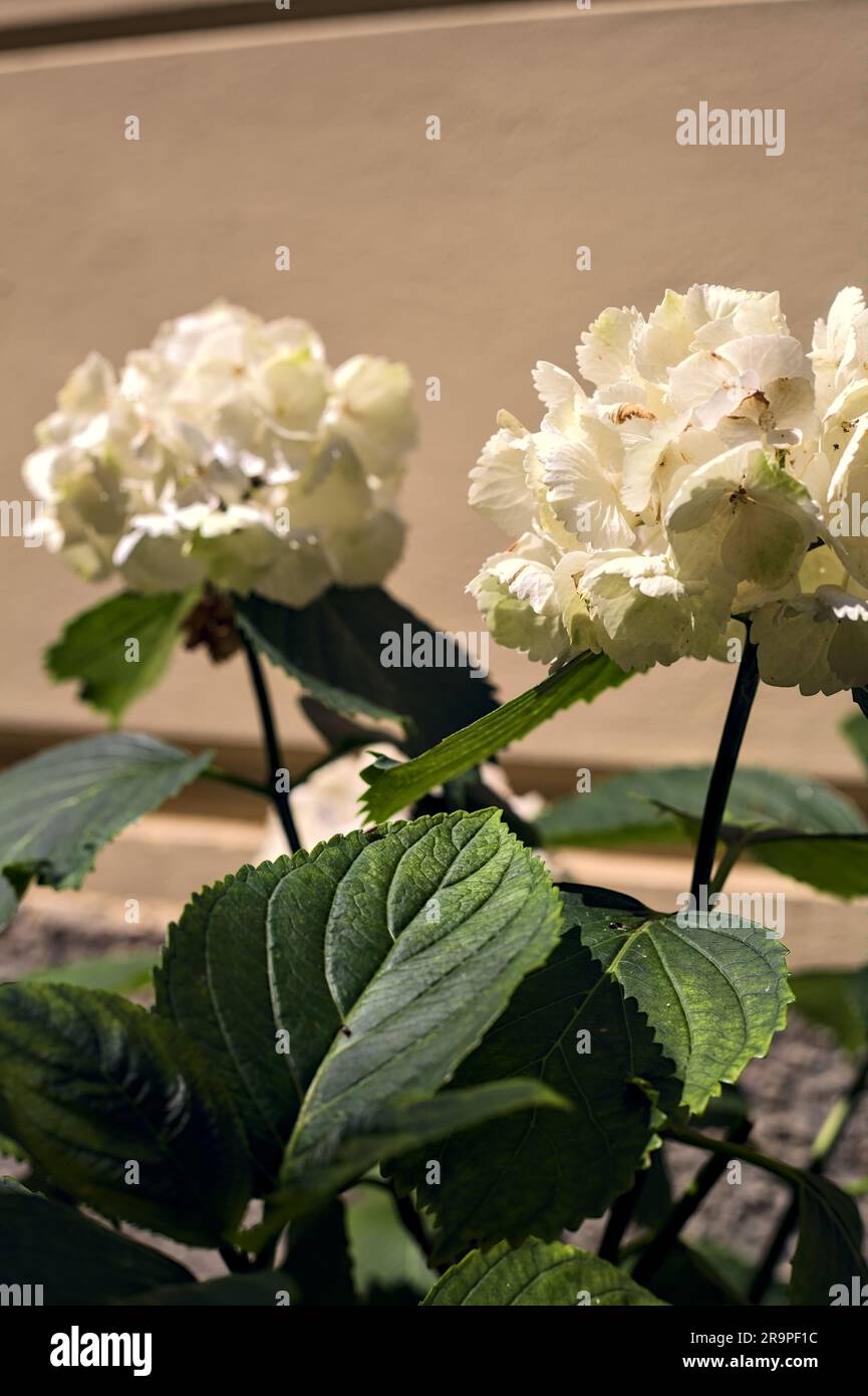 White hydrangeas next to a wall seen up close Stock Photo - Alamy