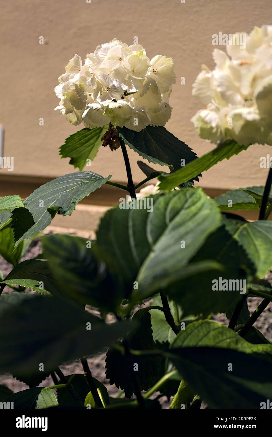 White hydrangeas next to a wall seen up close Stock Photo - Alamy
