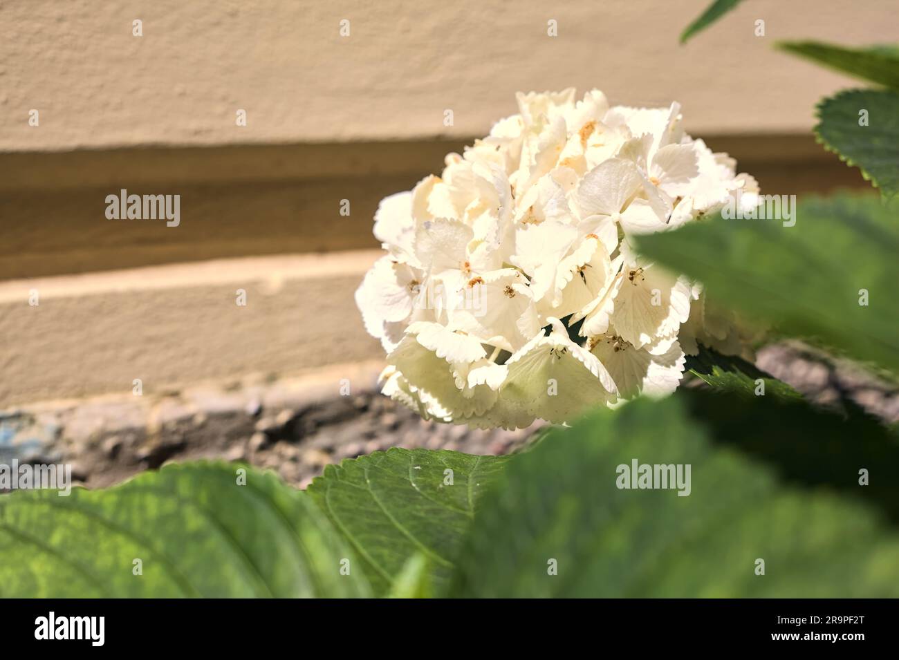White hydrangeas next to a wall seen up close Stock Photo - Alamy