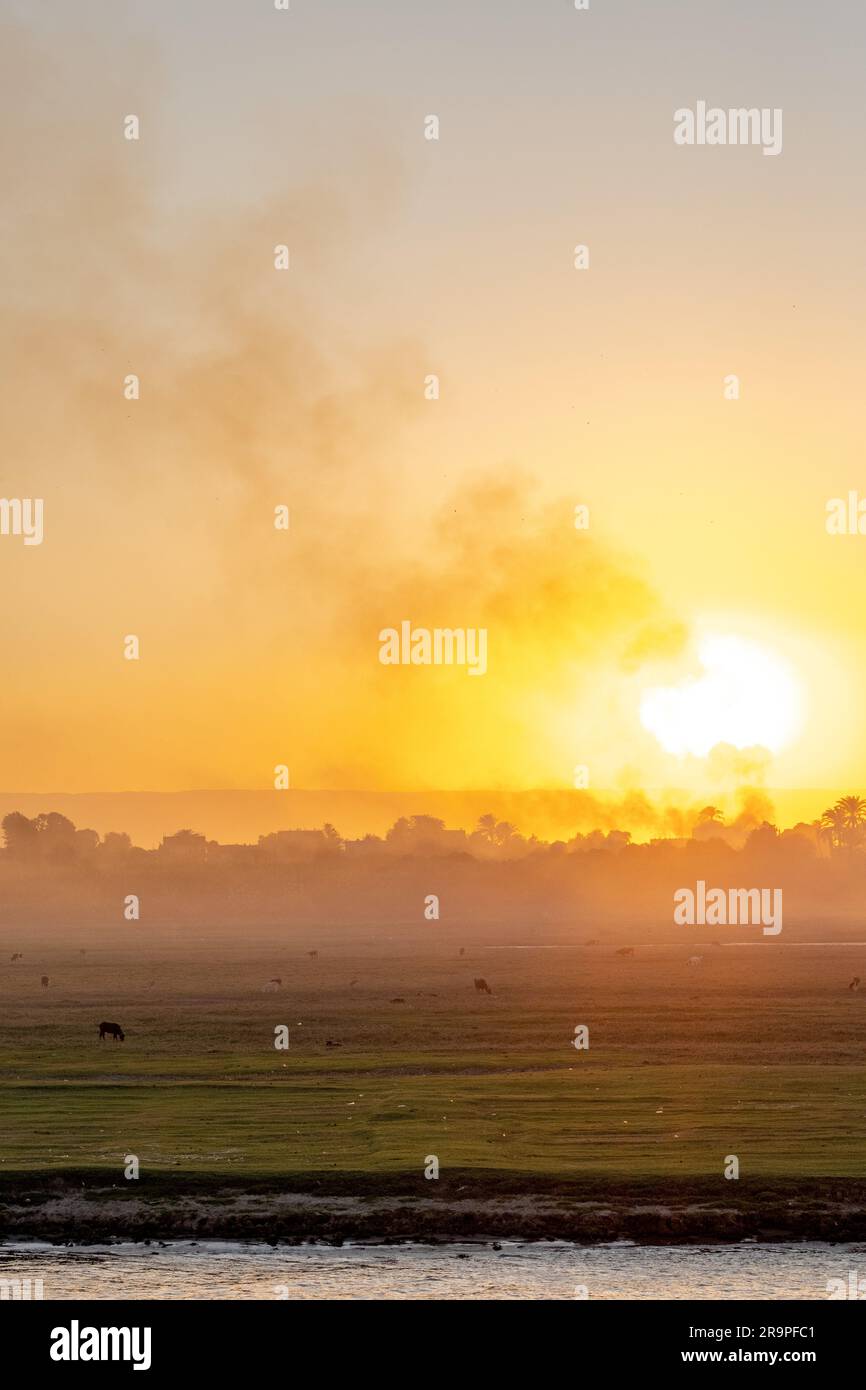 Sunset Light over the Nile River with farm animals grazing Stock Photo ...