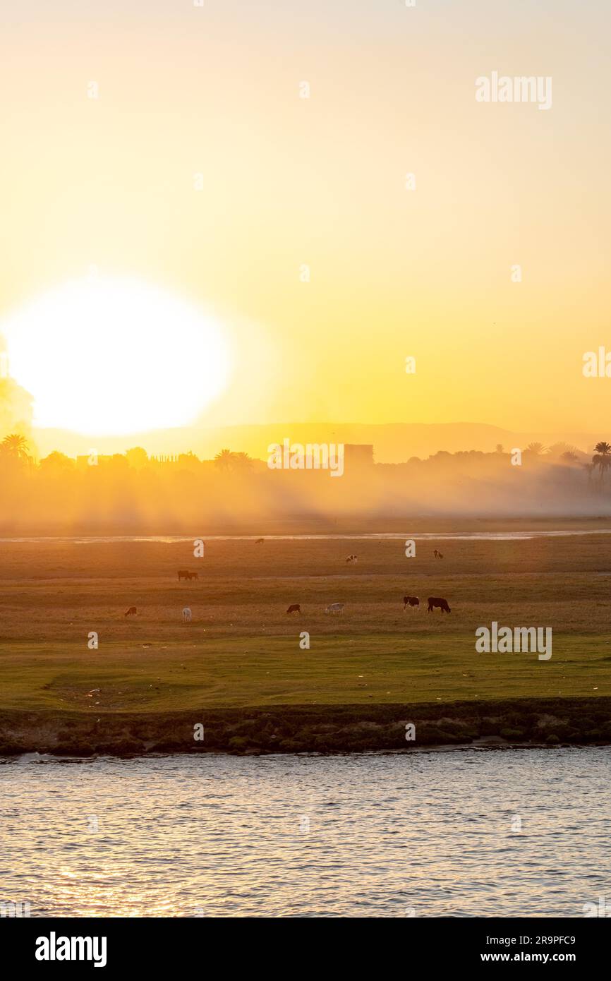 Sunset Light over the Nile River with farm animals grazing Stock Photo ...