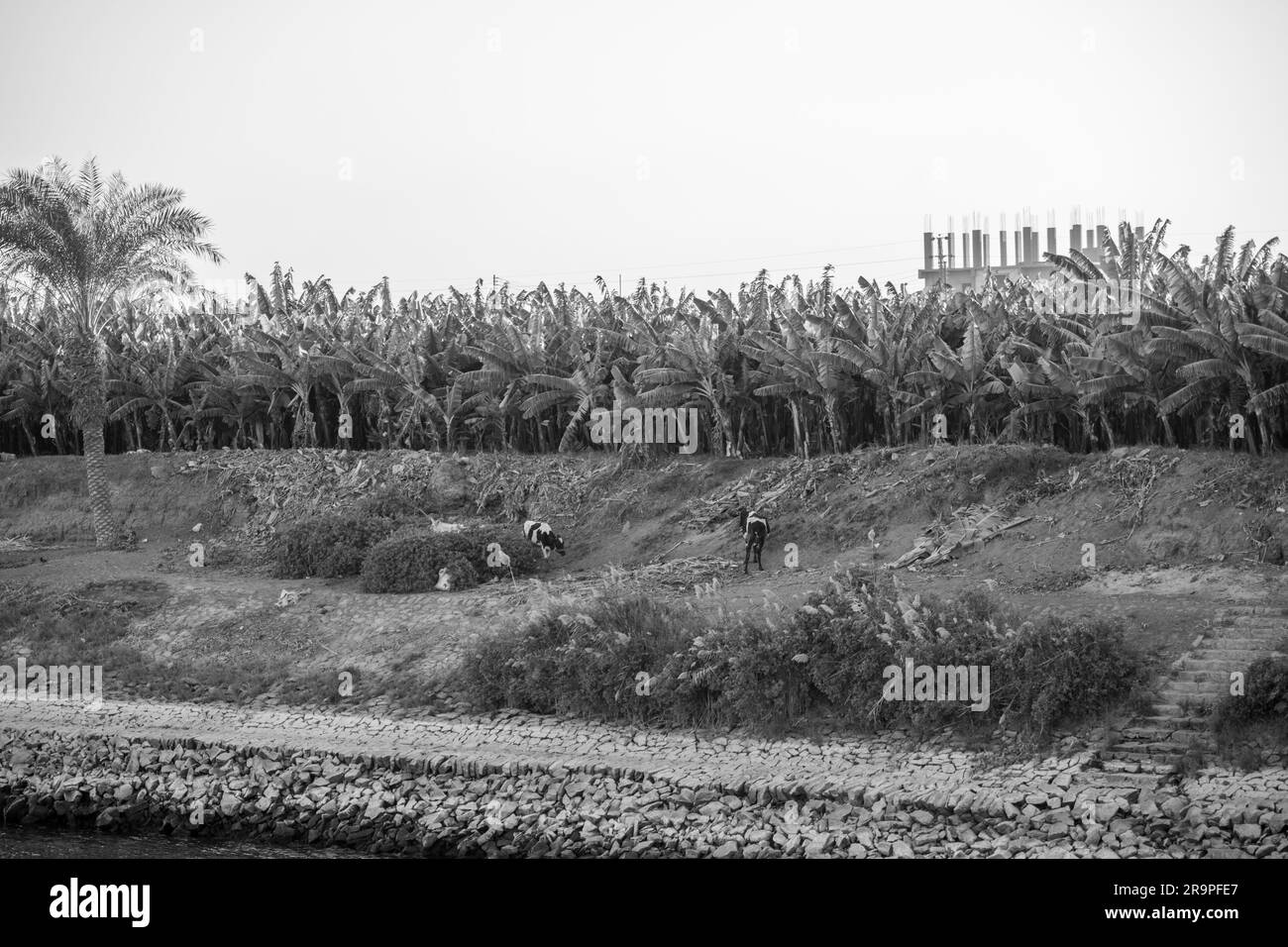 Grazing Animals by the River bank in Black and White Stock Photo - Alamy