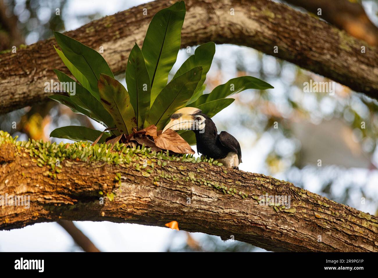 A young male oriental pied hornbill forages amongst tree ferns in a park, Singapore Stock Photo