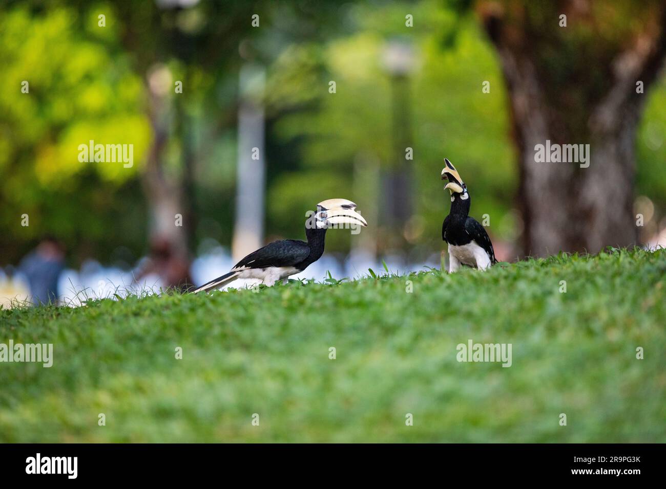 A pair of adult male orientlal pied hornbills forage on the ground in a park, Singapore Stock Photo
