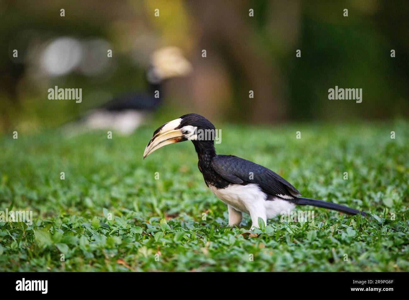A female orientlal pied hornbill forages on the ground in a park, Singapore Stock Photo