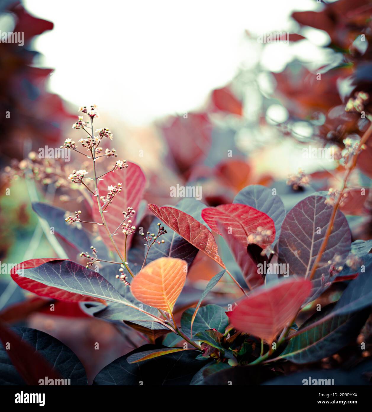 Flowers of blooming guelder rose. Corymbose inflorescence of the ...