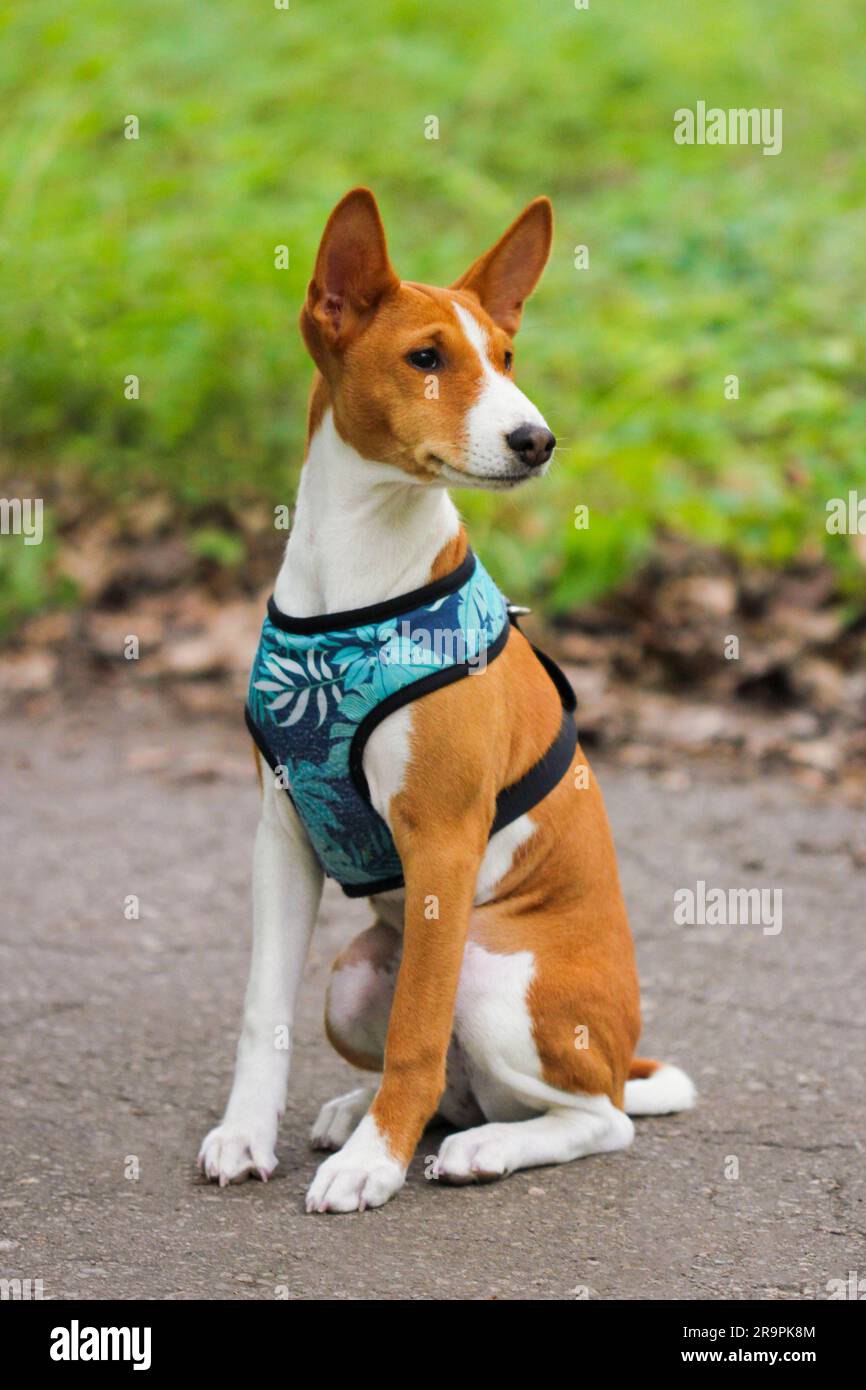 Basenji dog sits on an asphalt path in the park Stock Photo